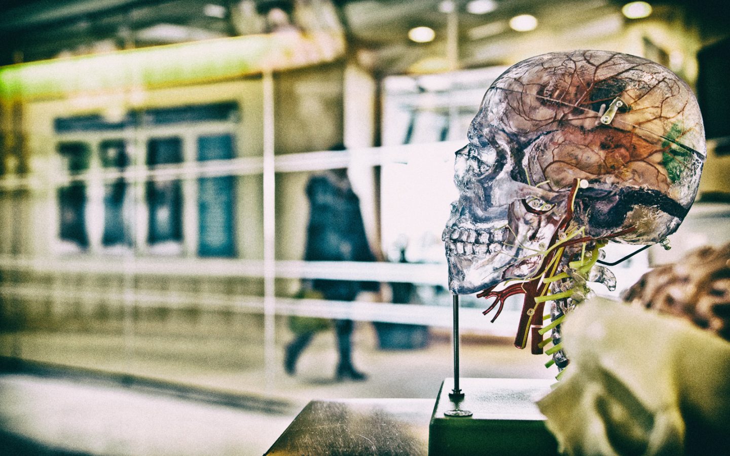 Studiare anatomia non è mai stato così semplice