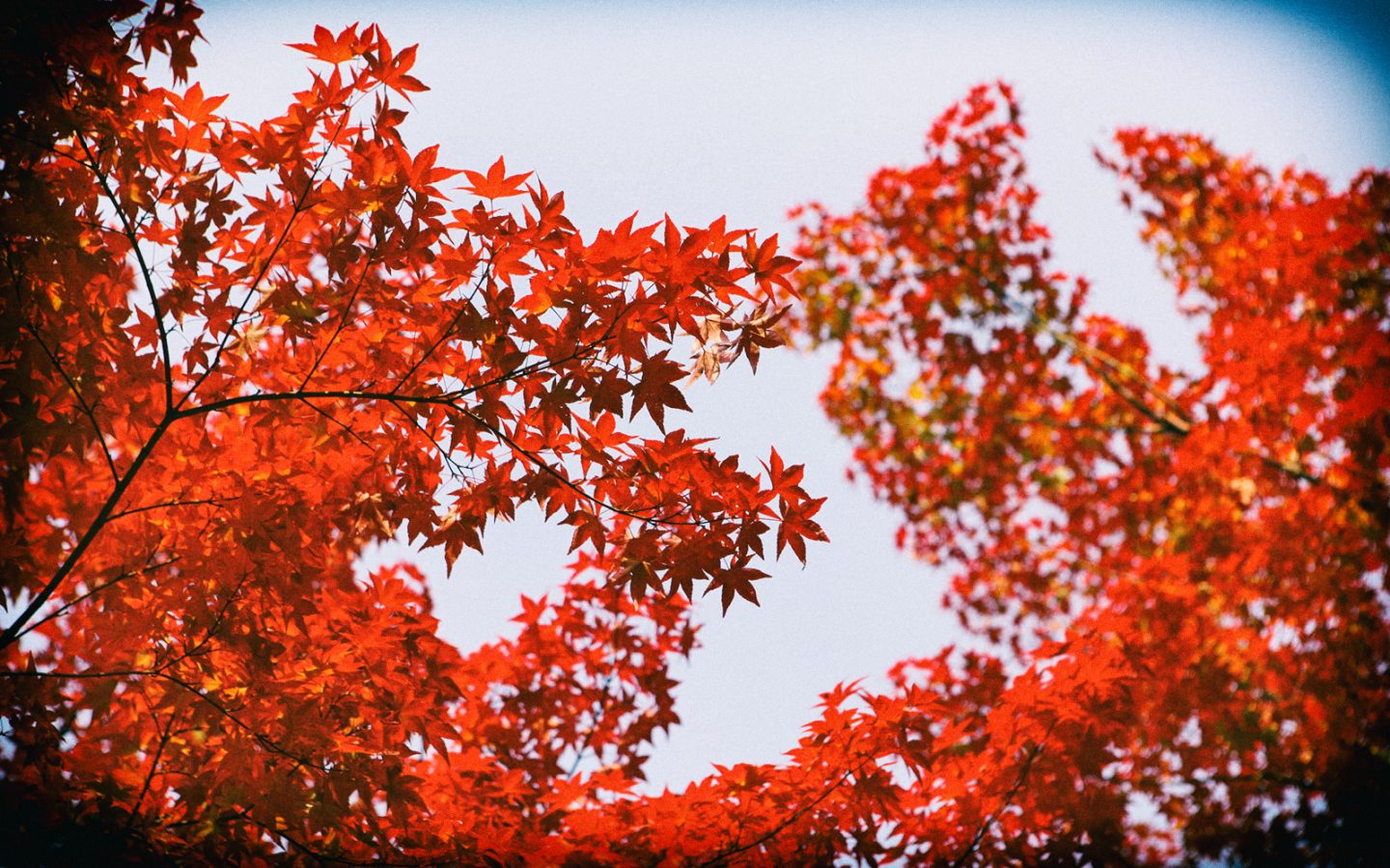 Donazione del sangue: le tecnologie digitali disruptive che potrebbero cambiare il modo in cui lo facciamo