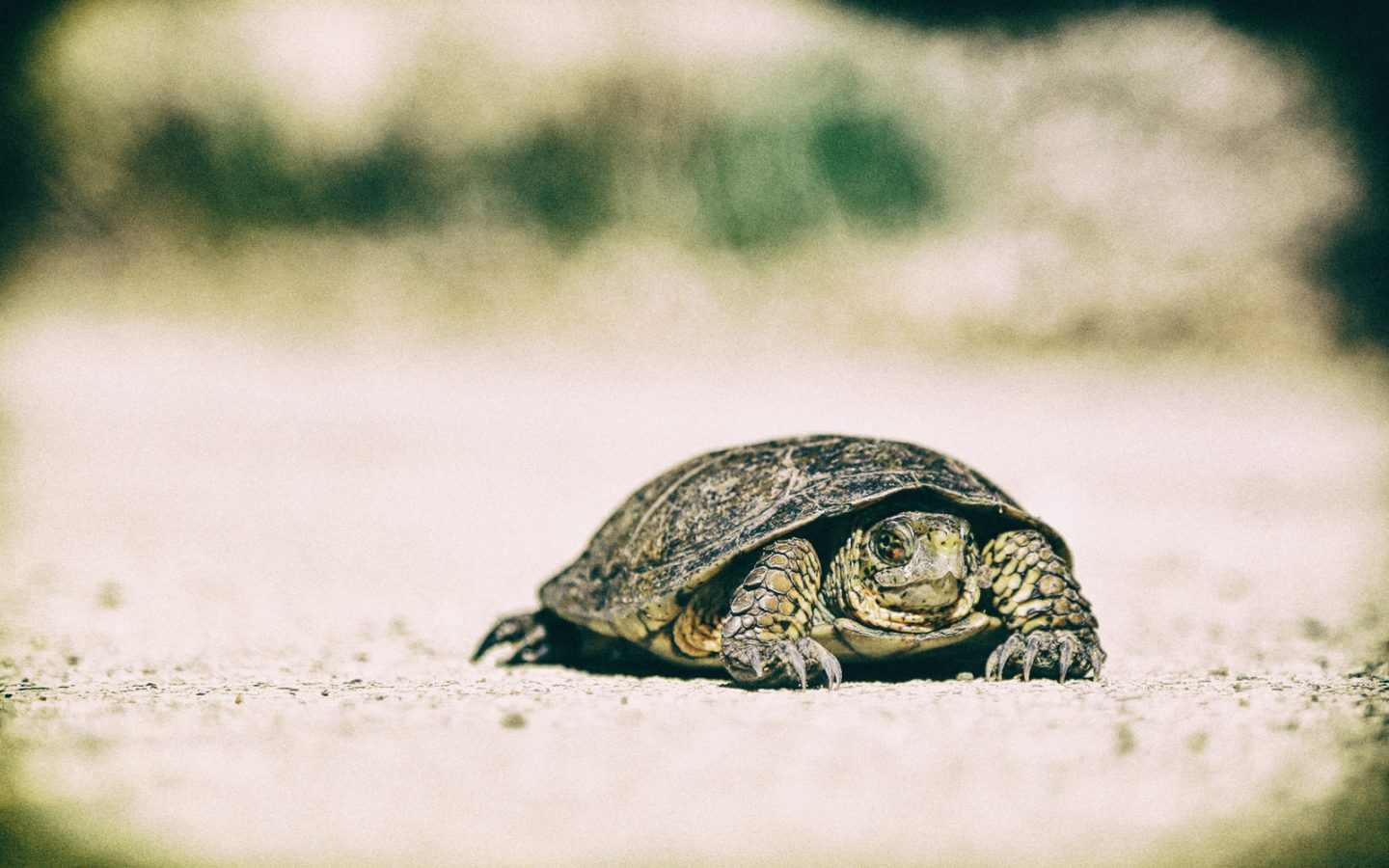 Sanità digitale: in Italia piace a medici e cittadini ma rallentano gli investimenti