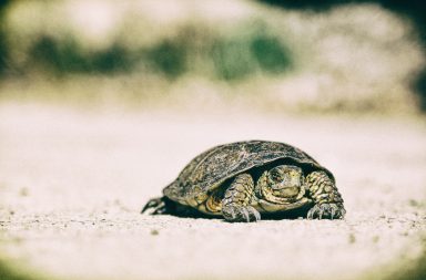 Sanità digitale: in Italia piace a medici e cittadini ma rallentano gli investimenti