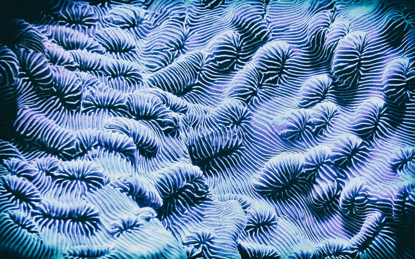 IBM e Guerbet: l'Intelligenza Artificiale per la diagnostica del cancro del fegato